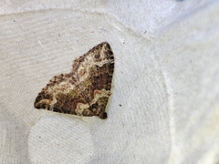 Catarhoe basochesiata