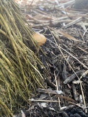 Suillus salmonicolor