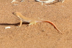 Meroles cuneirostris