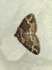 Catarhoe basochesiata