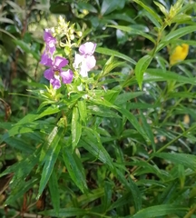 Angelonia