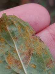 Pucciniastrum epilobii