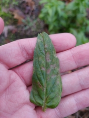 Pucciniastrum epilobii