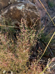 Galium wrightii