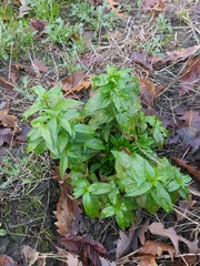 Pucciniastrum epilobii