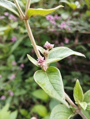 Alternanthera porrigens