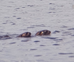 Hydrictis maculicollis