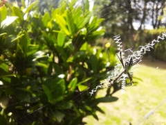 Argiope argentata