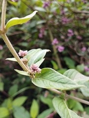 Alternanthera porrigens