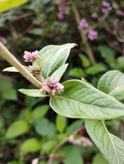 Alternanthera porrigens