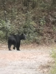 Ursus americanus eremicus