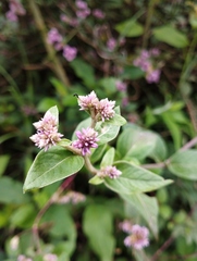Alternanthera porrigens