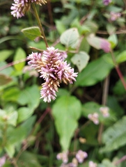 Alternanthera porrigens