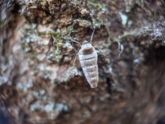 Alsophila pometaria