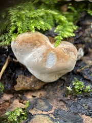 Phellinus pomaceus
