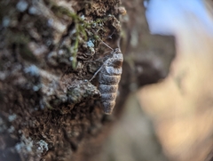 Alsophila pometaria