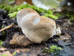 Phellinus pomaceus