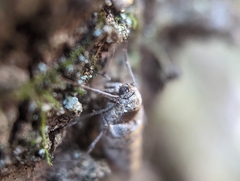 Alsophila pometaria