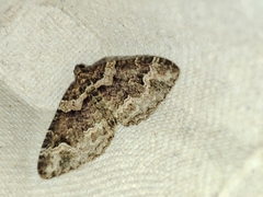 Catarhoe basochesiata