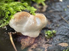 Phellinus pomaceus