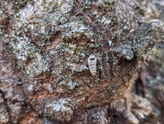 Alsophila pometaria