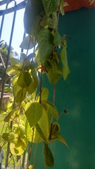 Pilea nummulariifolia