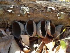 Urnula