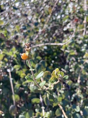 Lonicera subspicata denudata
