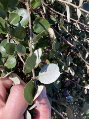 Lonicera subspicata denudata