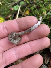 Mycena maculata