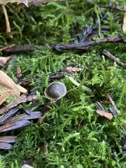Mycena maculata