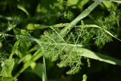 Foeniculum vulgare