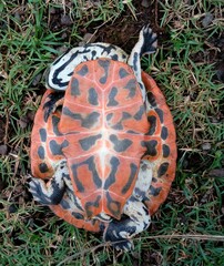 Phrynops geoffroanus