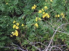 Cochlospermum gillivraei