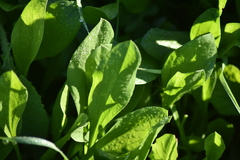 Rumex bucephalophorus