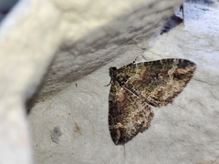 Catarhoe basochesiata