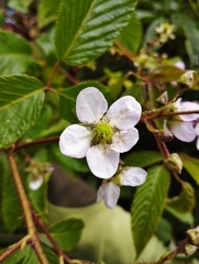 Rubus glaucus
