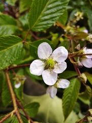 Rubus glaucus