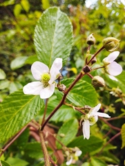Rubus glaucus