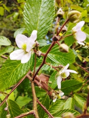 Rubus glaucus