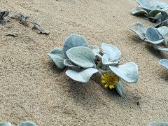 Arctotheca populifolia