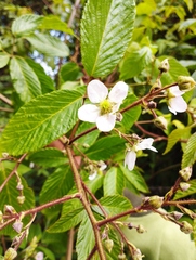 Rubus glaucus