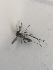Aedes