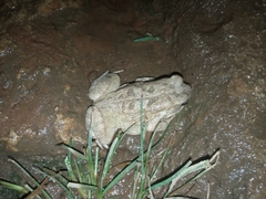 Sclerophrys xeros