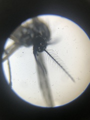 Aedes