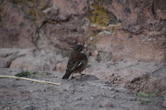 Cinclodes albiventris