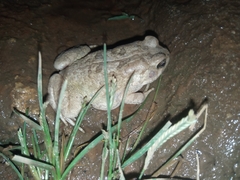 Sclerophrys xeros