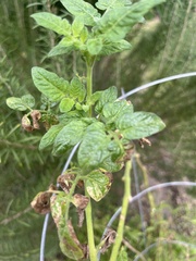 Solanum lycopersicum