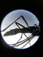 Aedes