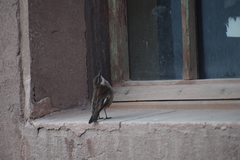 Cinclodes albiventris